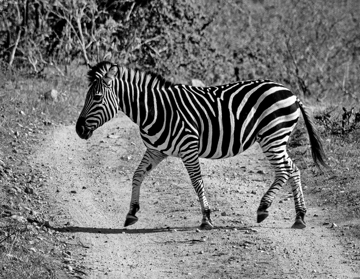 Plucinski Ruth Why Did the Zebra Cross the Road Print   Mono   Class A 20251112